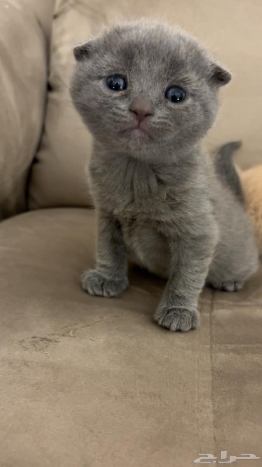 للبيع قطط جوز سكوتش فولد64229794198787110