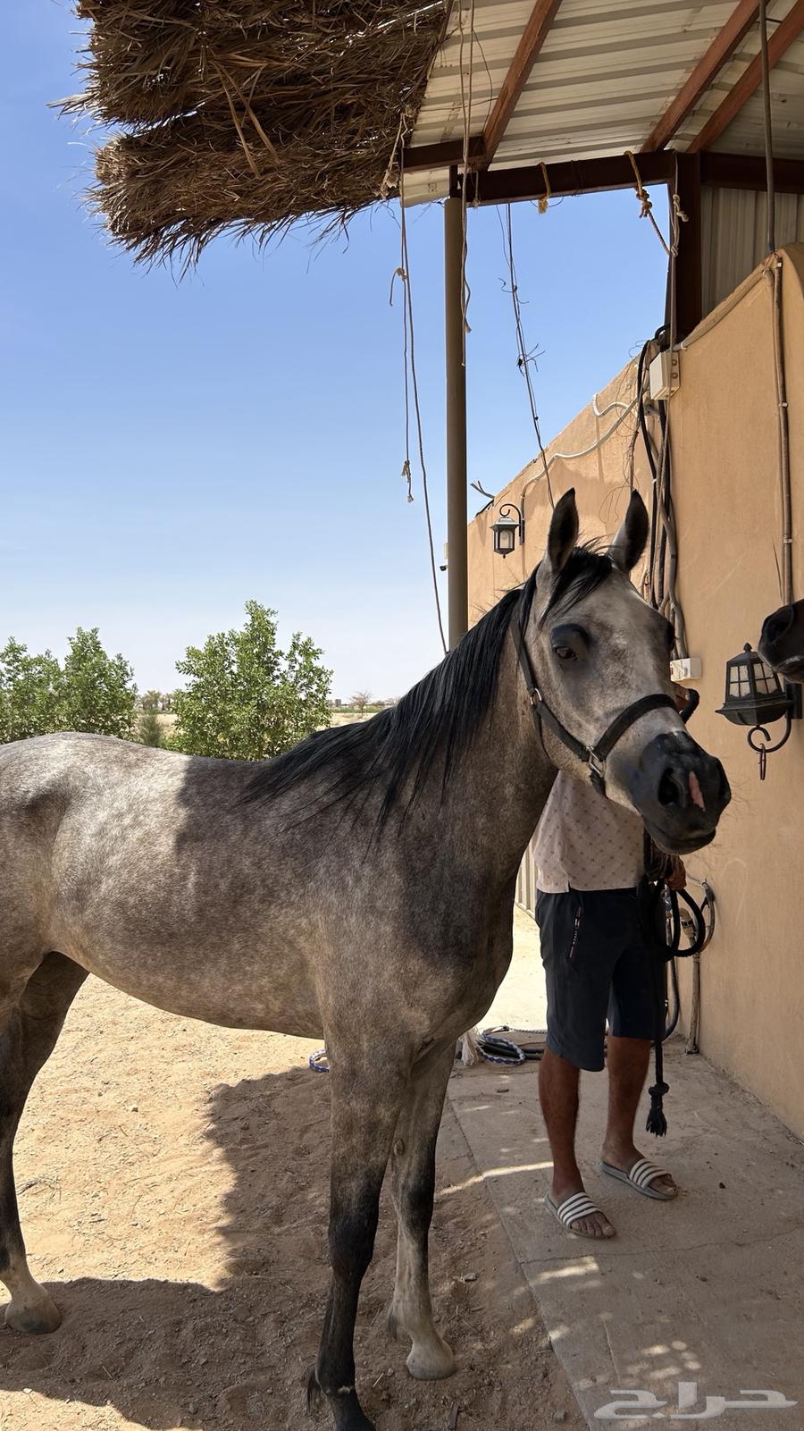 فرس شعبية منوة القاني64212775307521111