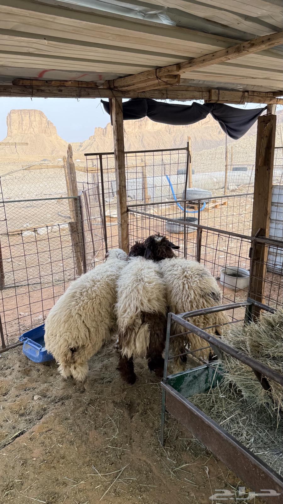 رخال نعيم مقفله64223332700418114