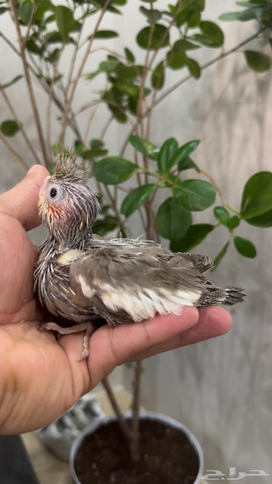 فروخ كروان و روز جاهزين لتدريب64215859741313110