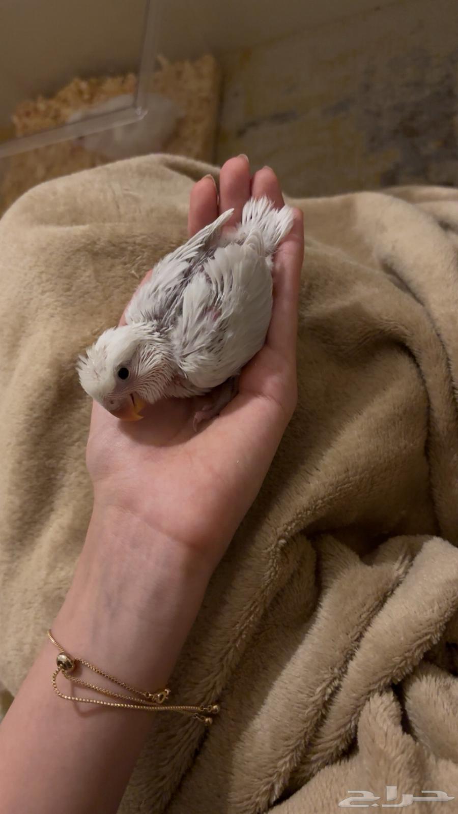 فرخ روز بلد للبيع64226758426882110