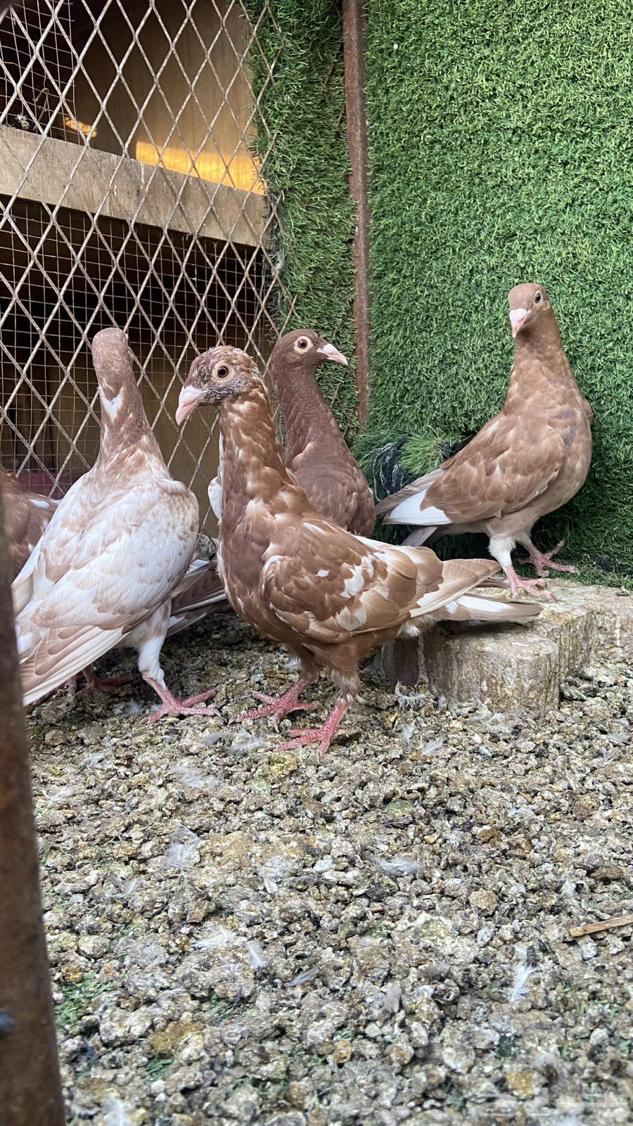 طبات زاجل مولمينز( تم البيع )64225360924674113