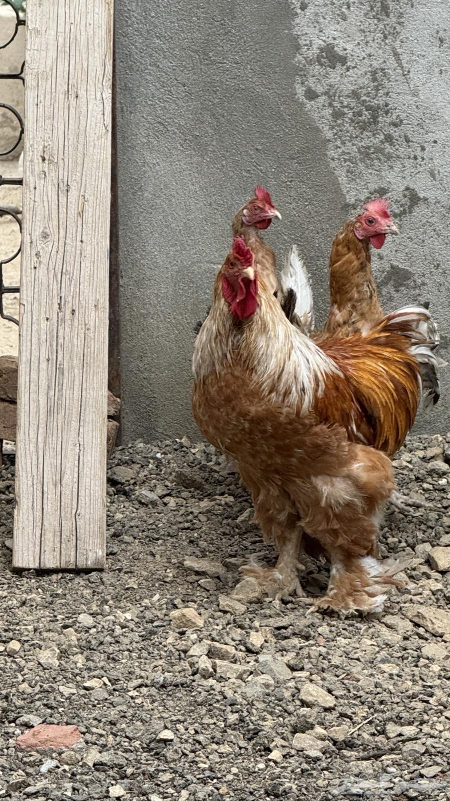 ديك براهما64215889544195114