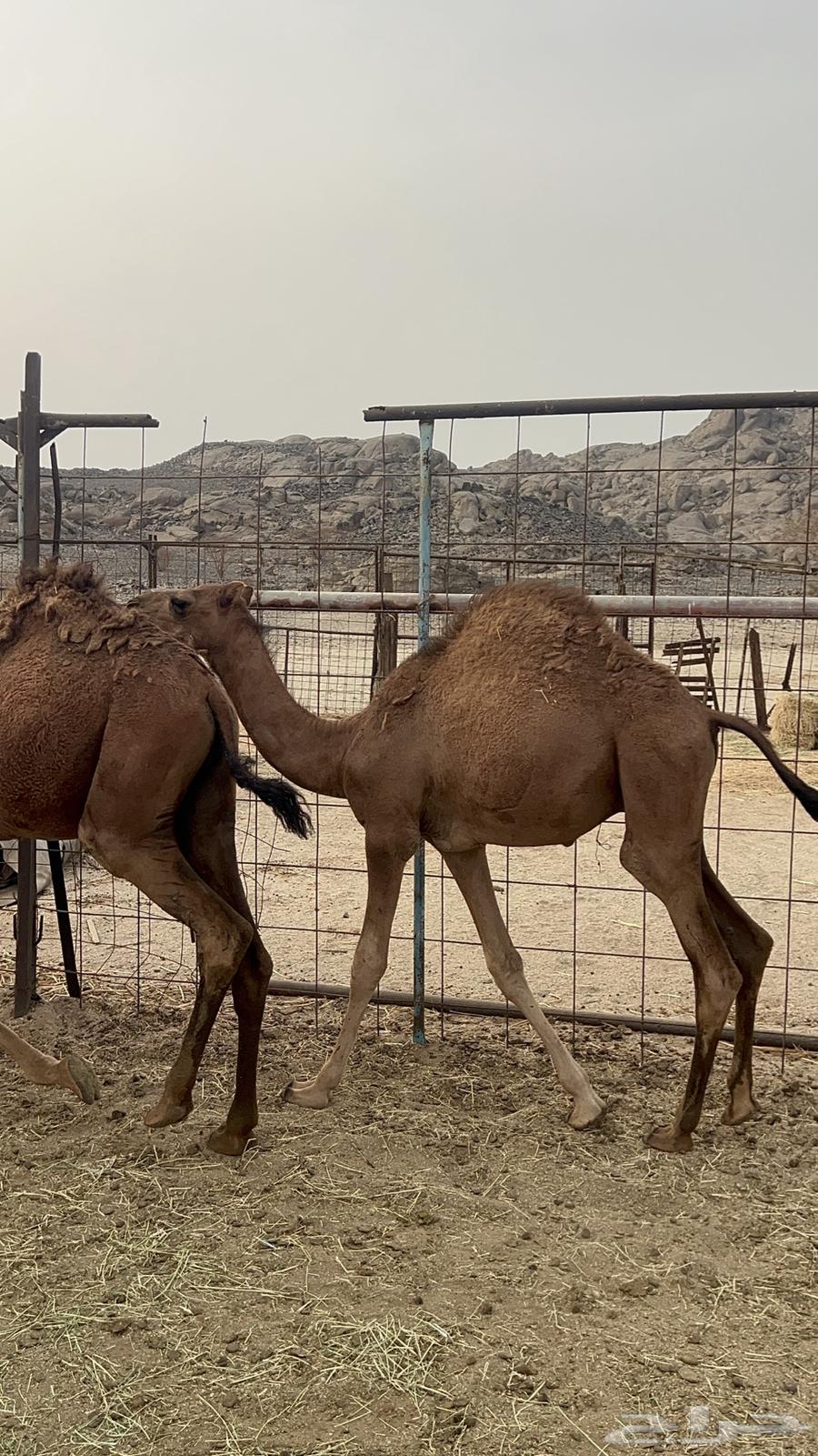 قعدان للبيع64211707192705110