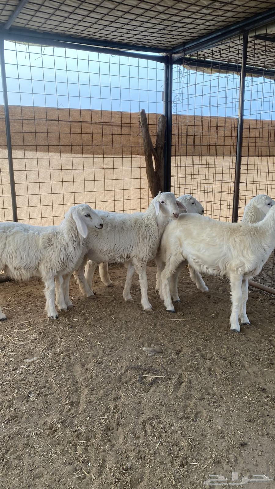 طليان ذبايح للبيع64227193388674111