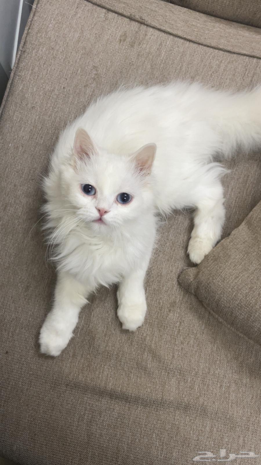 قط للتبني برسوم64209564716418114