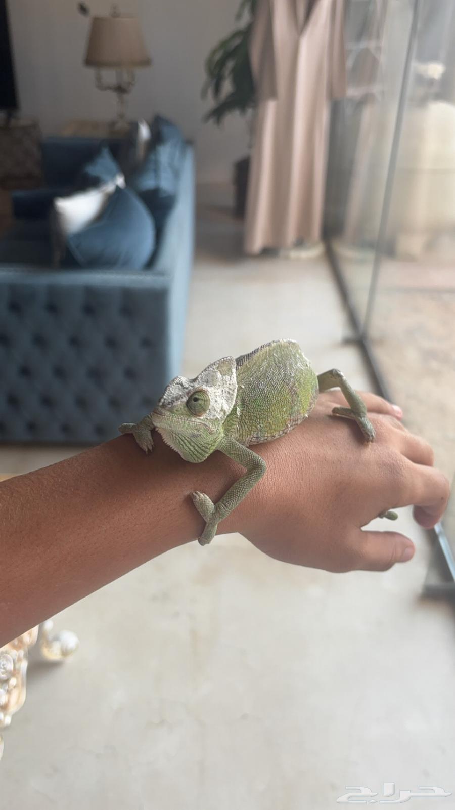 سحليه للبيع64219014766721111