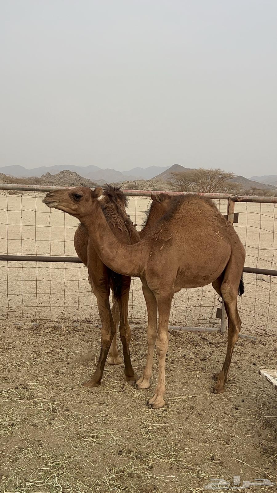 قعدان للبيع64211707192705113