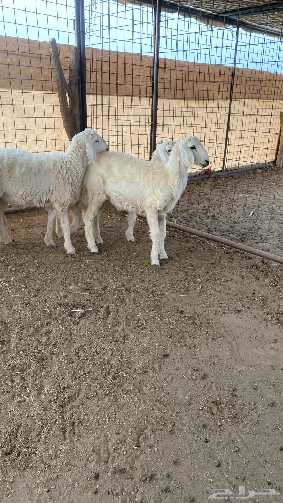 طليان ذبايح للبيع64227193388674112