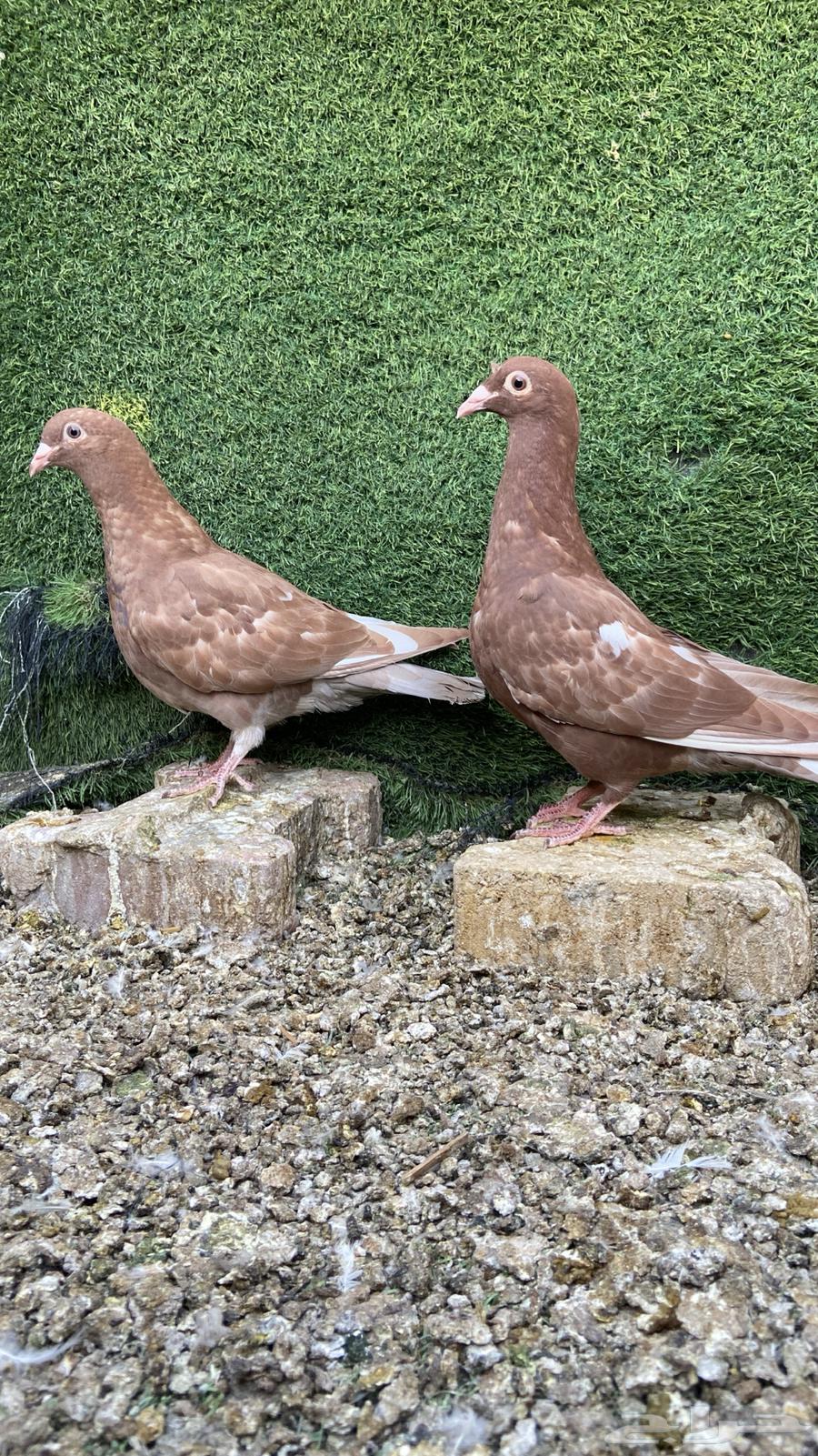 طبات زاجل مولمينز( تم البيع )64225360924674112