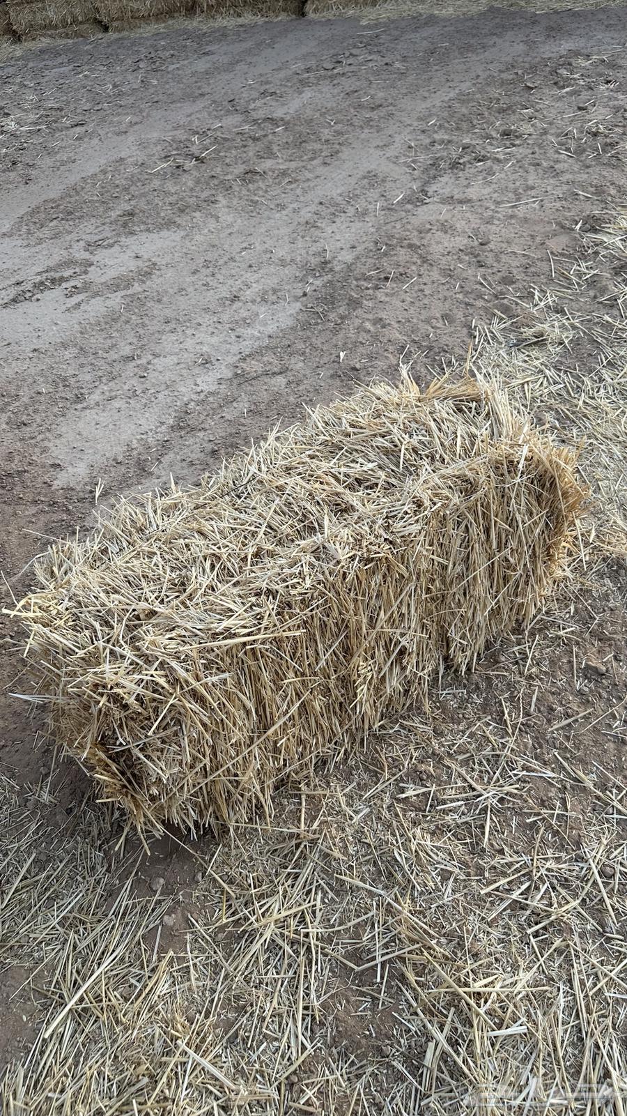 Wheat Straw64223152844161110