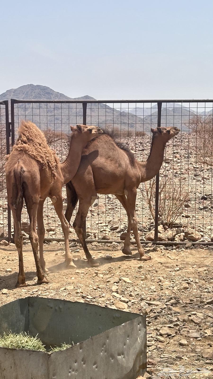 Qa'dan64214726416641111