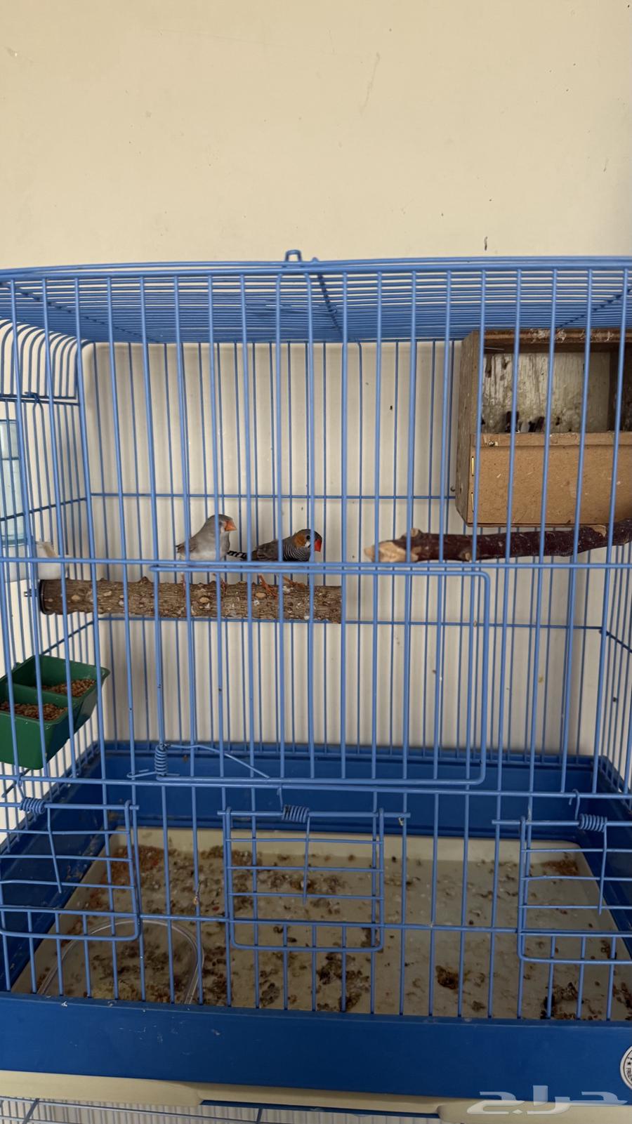 زوج زيبرا تحته 4 فروخ للبيع64219828808707110