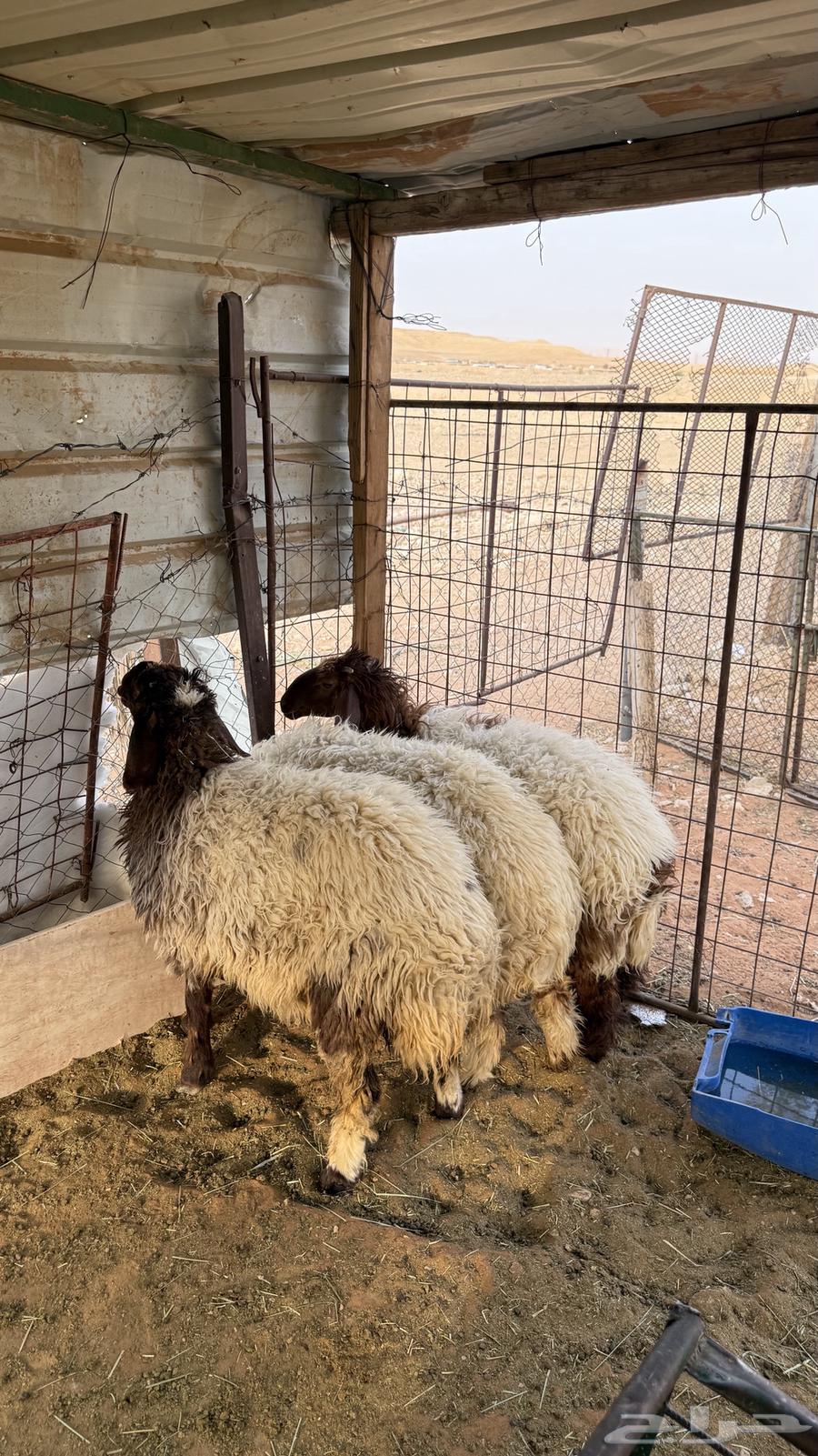 رخال نعيم مقفله64223332700418110