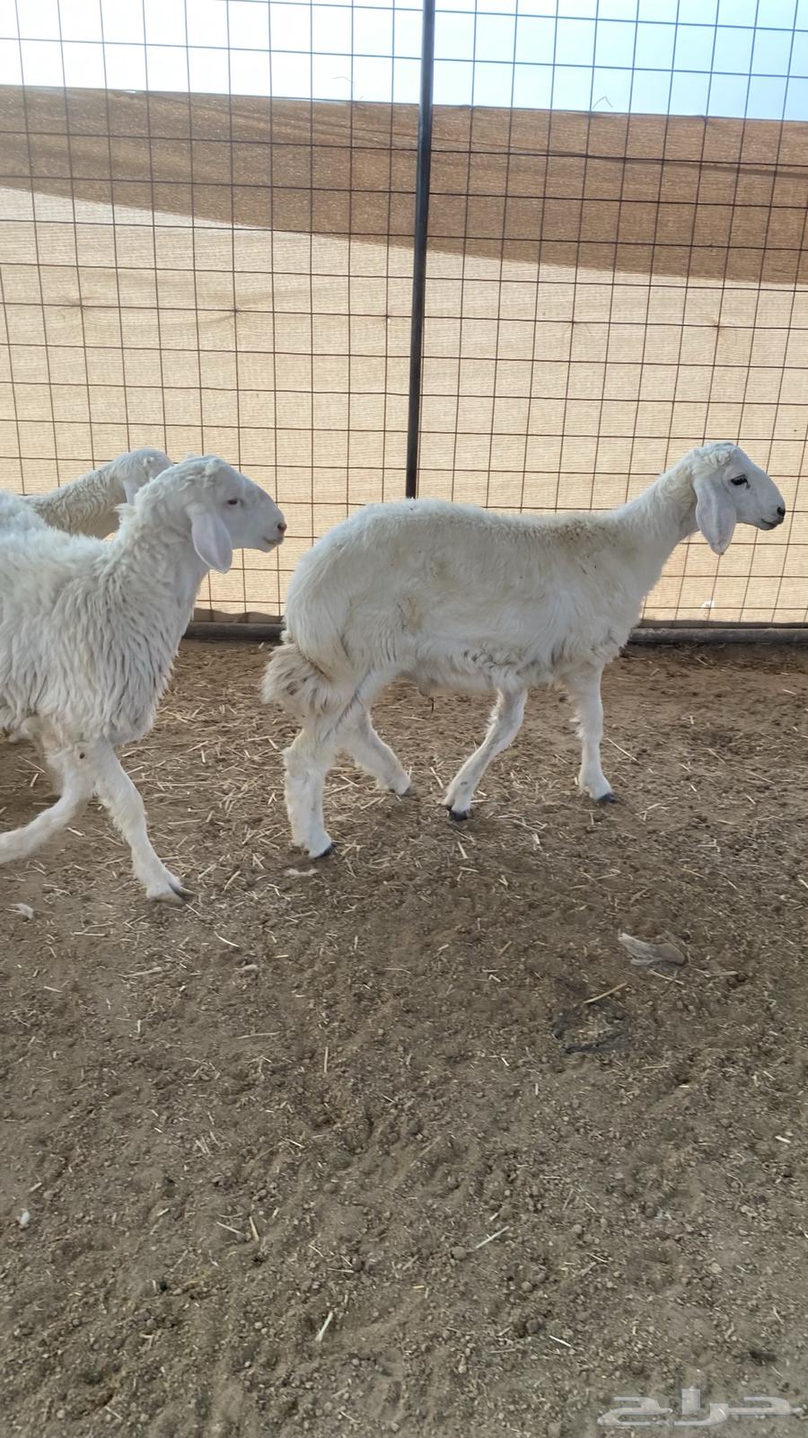 طليان ذبايح للبيع64227193388674110