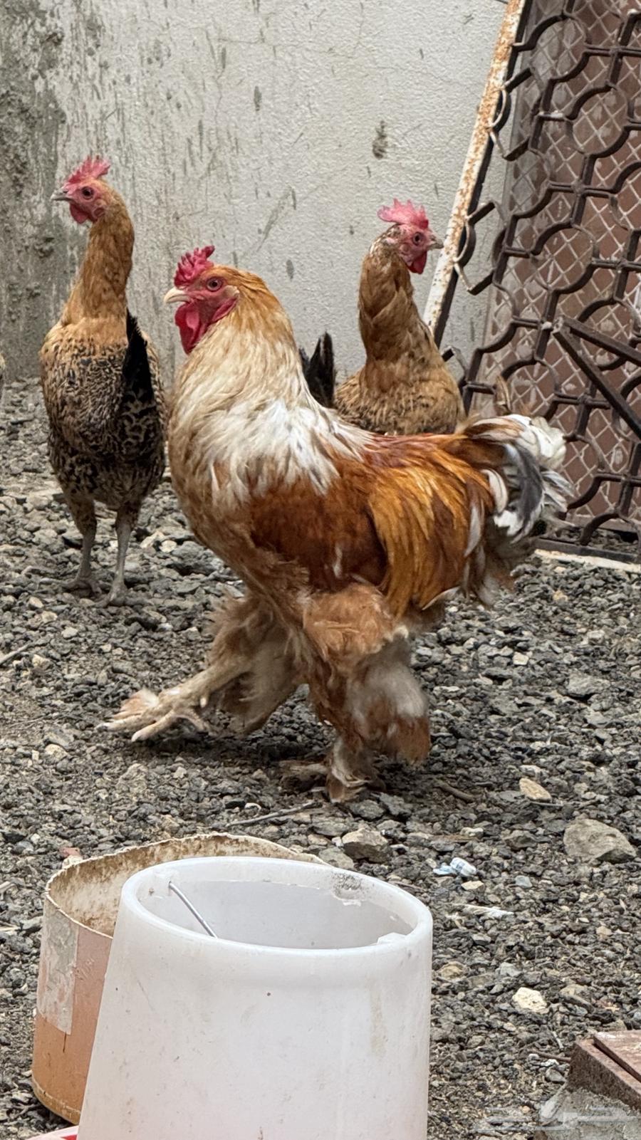 ديك براهما64215889544195113