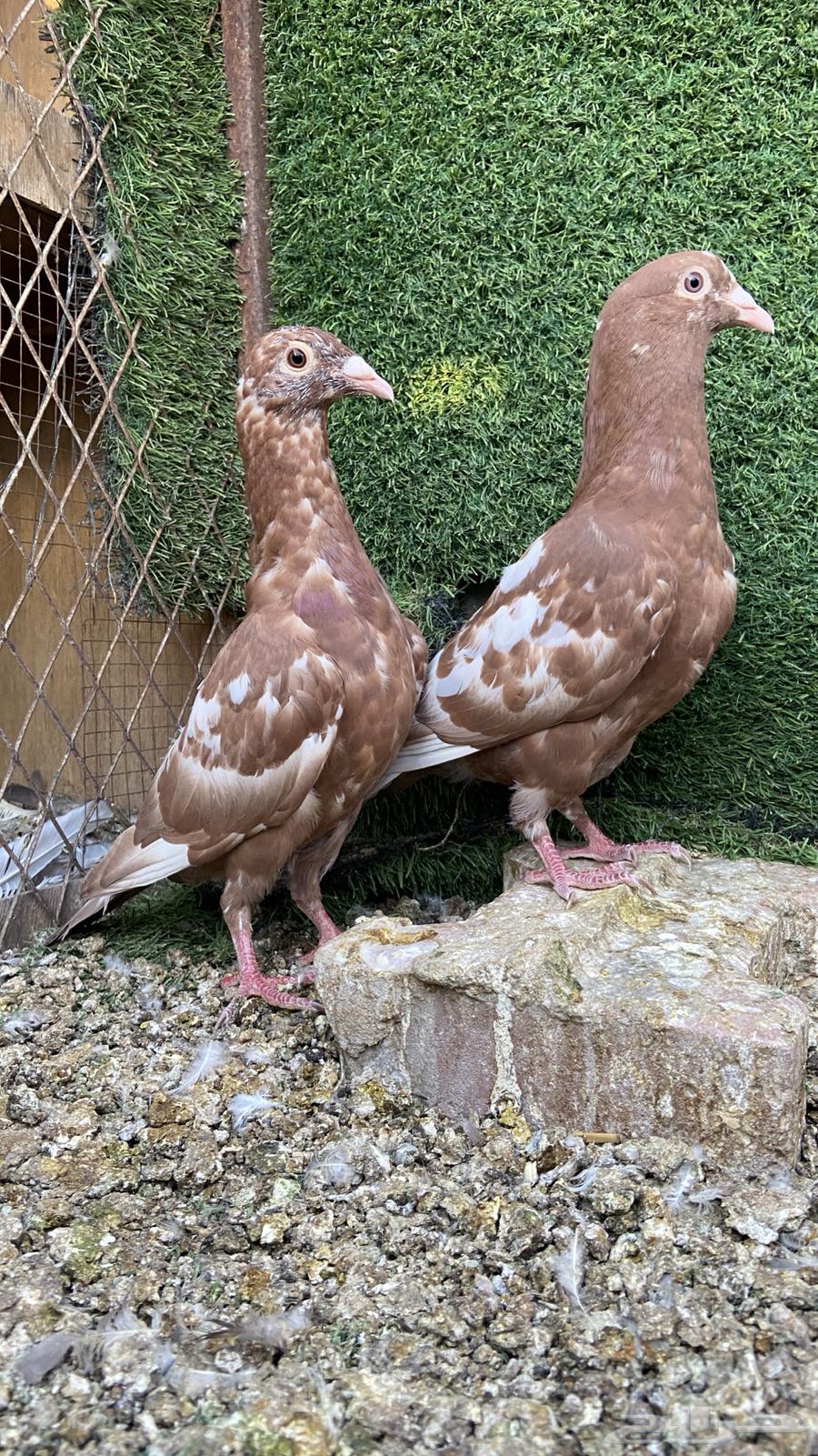 طبات زاجل مولمينز( تم البيع )64225360924674110