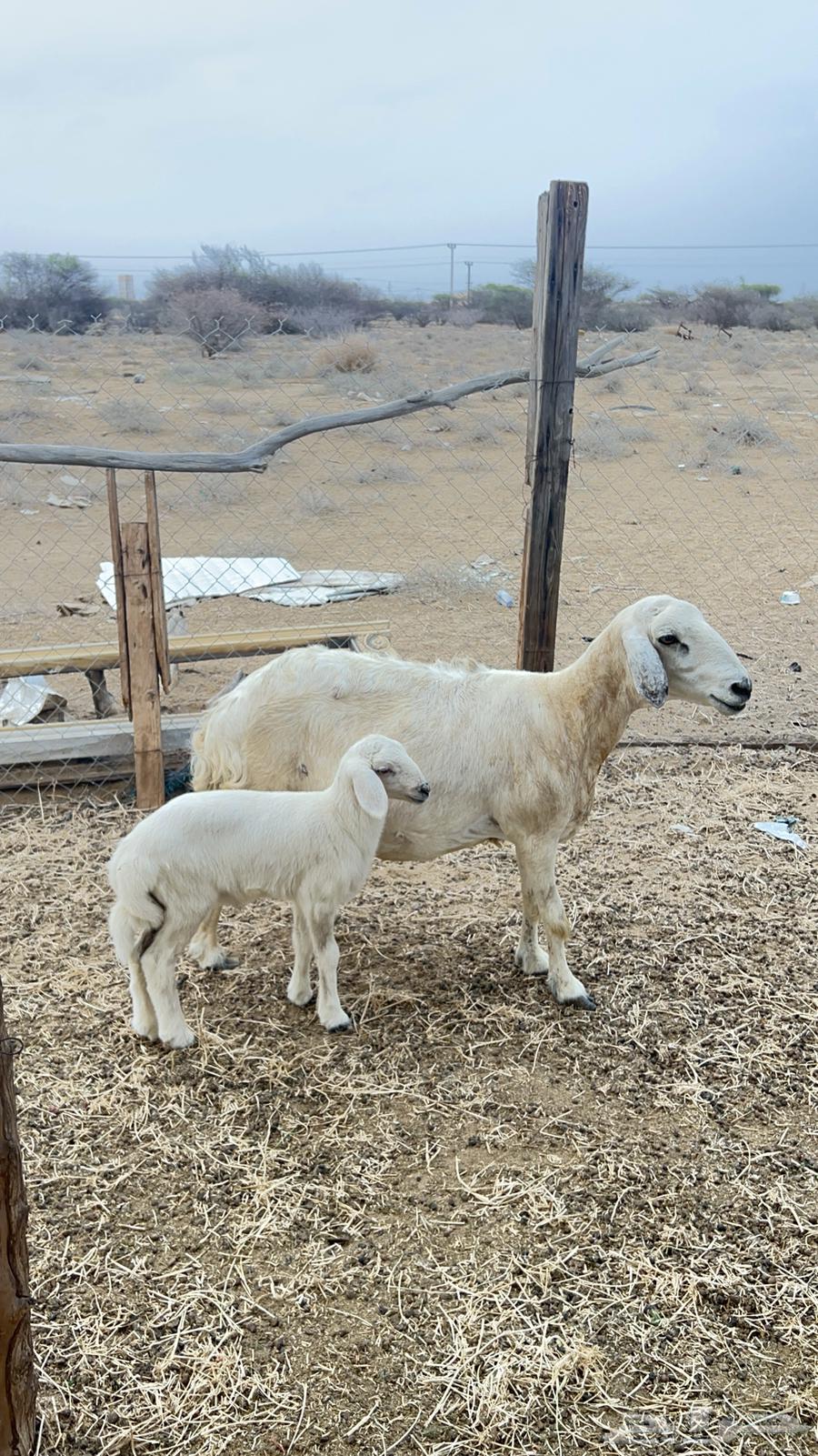 نعجه حري ولولد للبيع (تم البيع)64223483847681111