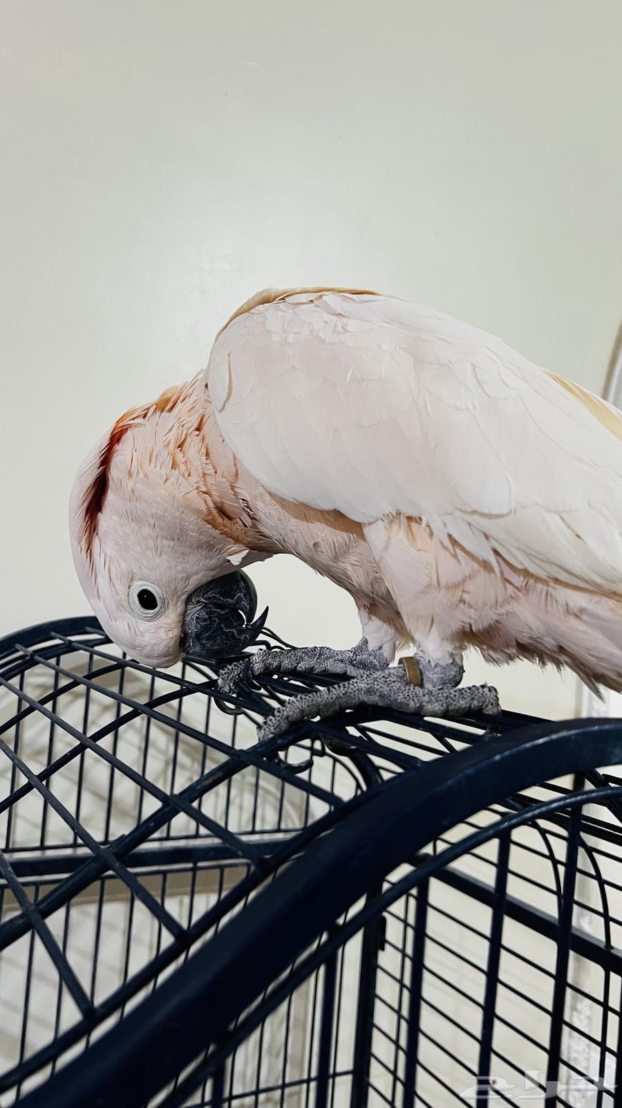 ببغاء كوكاتو مولكان64223332822530112