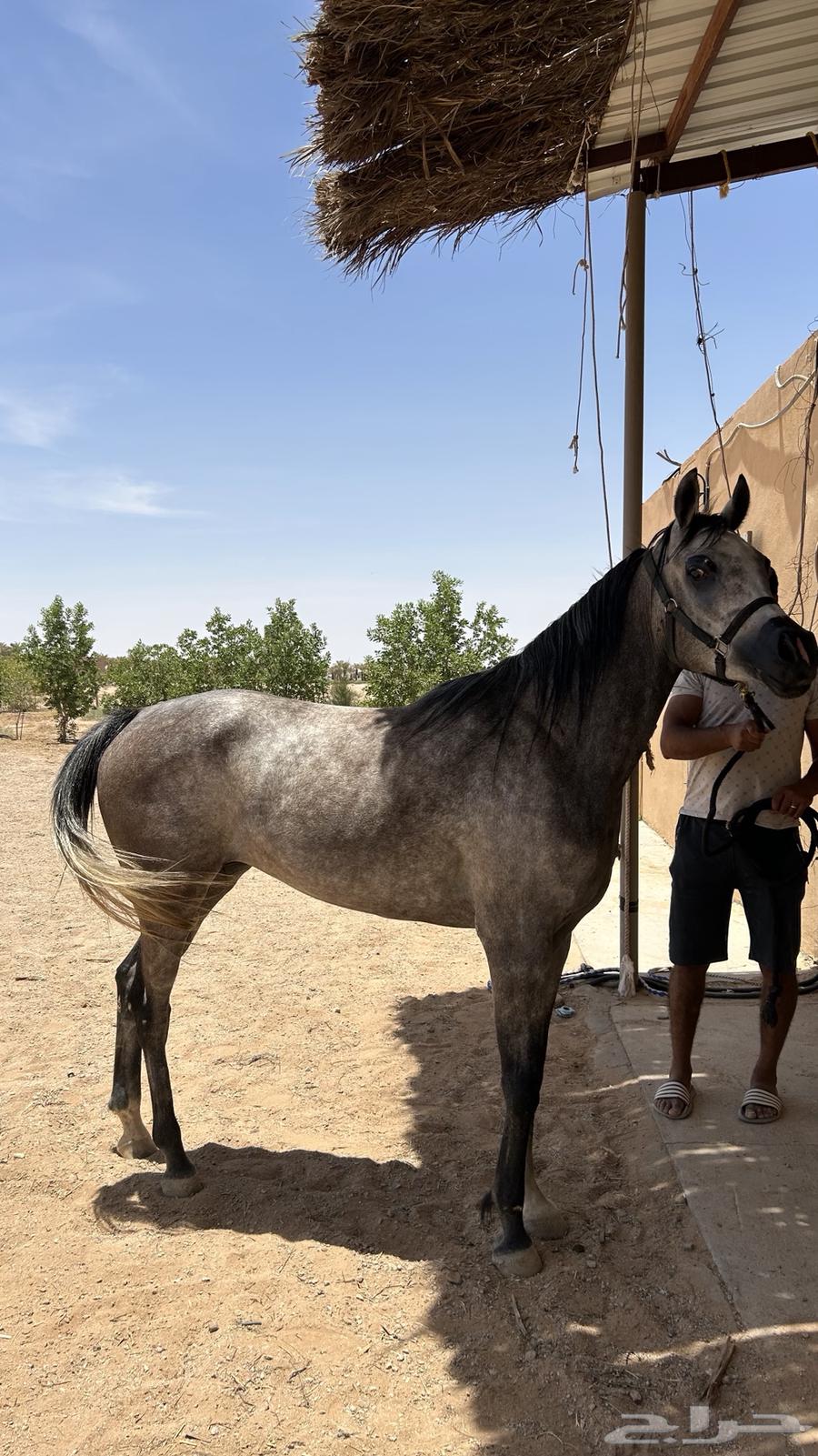 فرس شعبية منوة القاني64212775307521110