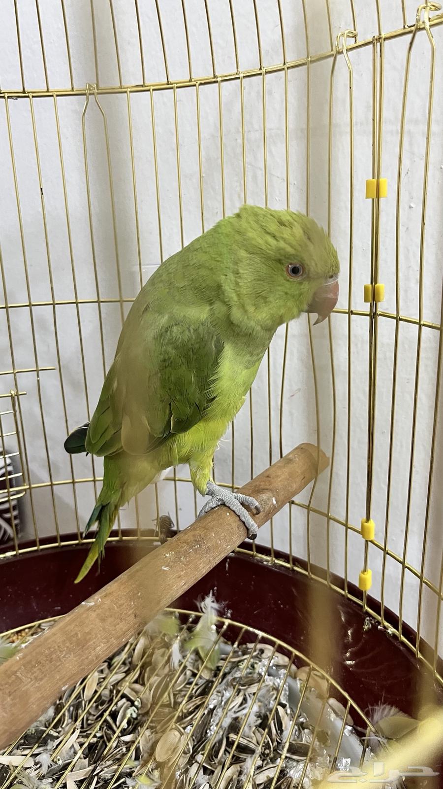 Parrot64219655403779112