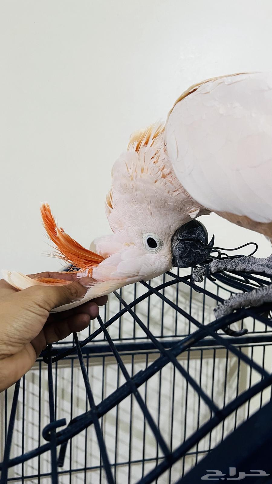 ببغاء كوكاتو مولكان64223332822530113