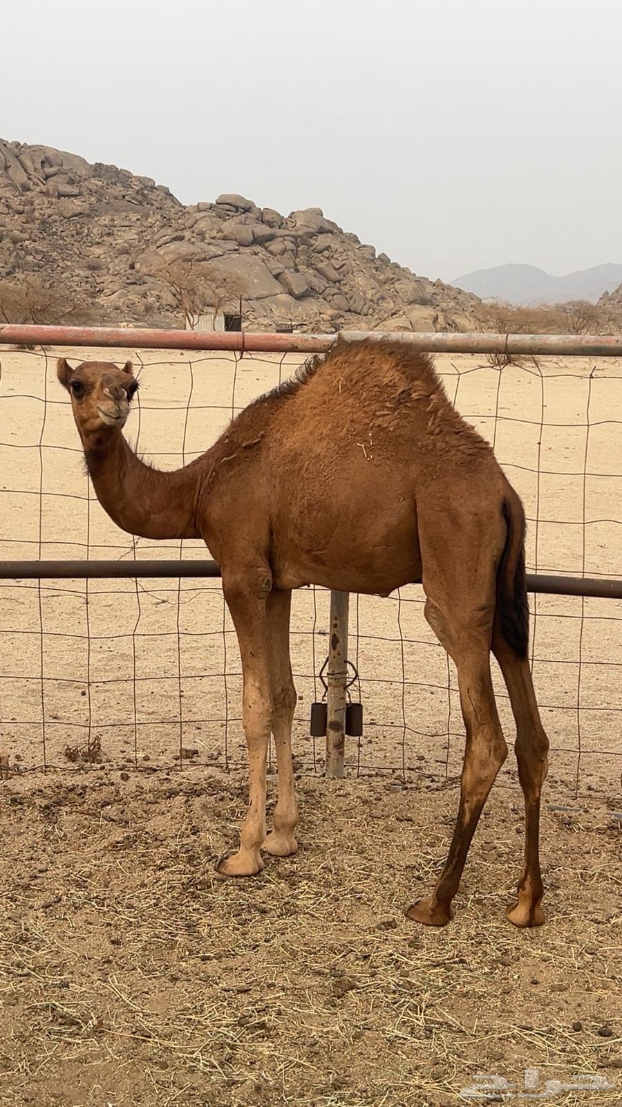 قعدان للبيع64211707192705114