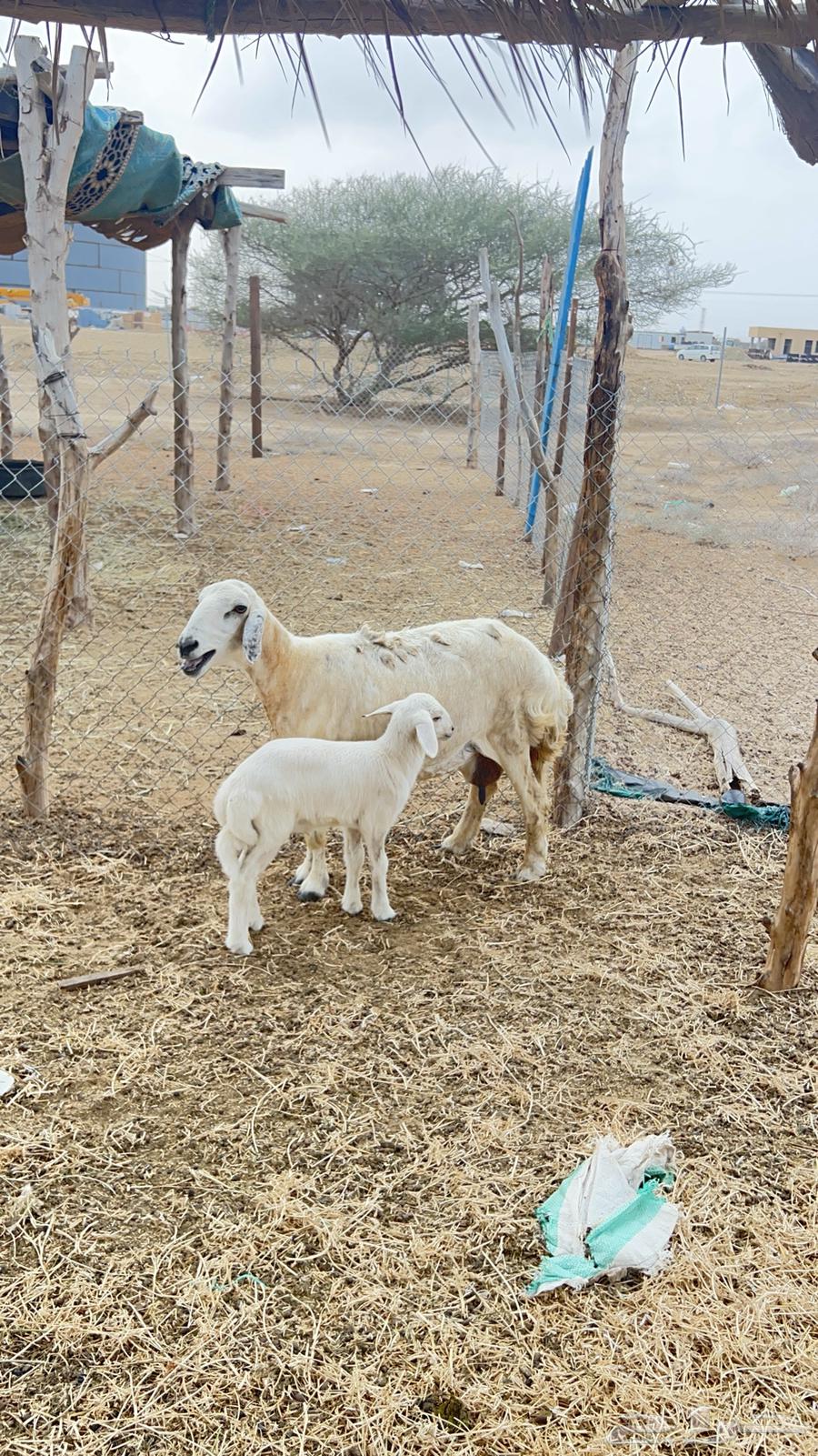 نعجه حري ولولد للبيع (تم البيع)64223483847681110