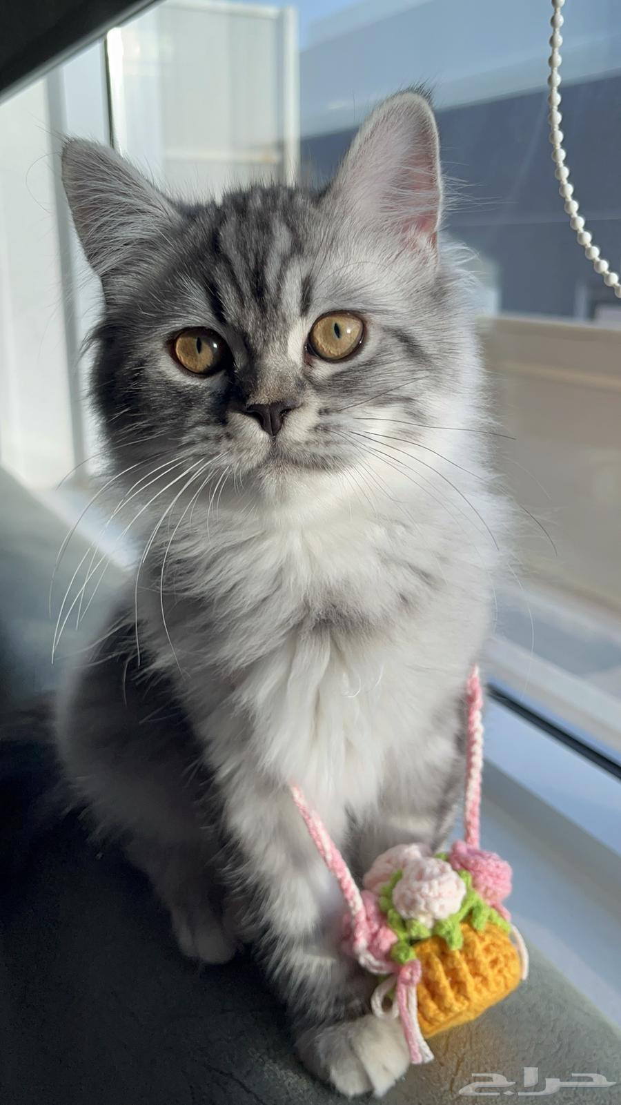 قط شيرازي اربع شهور64220458533890111