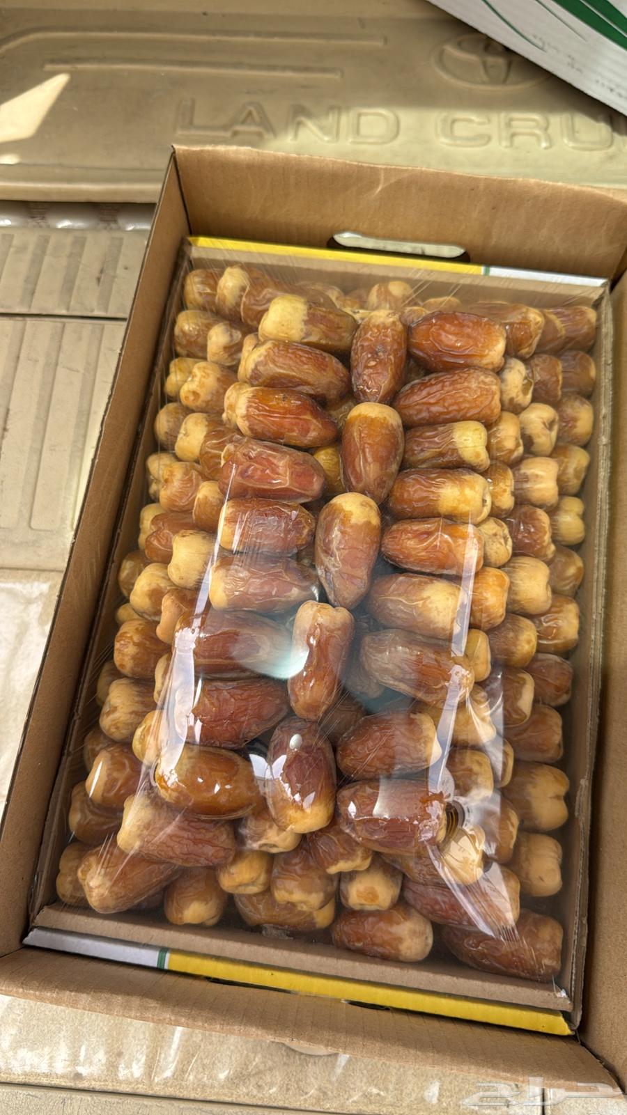 صقعي معرم مطوق فاخر وزن 6 كيلو64217290730497111