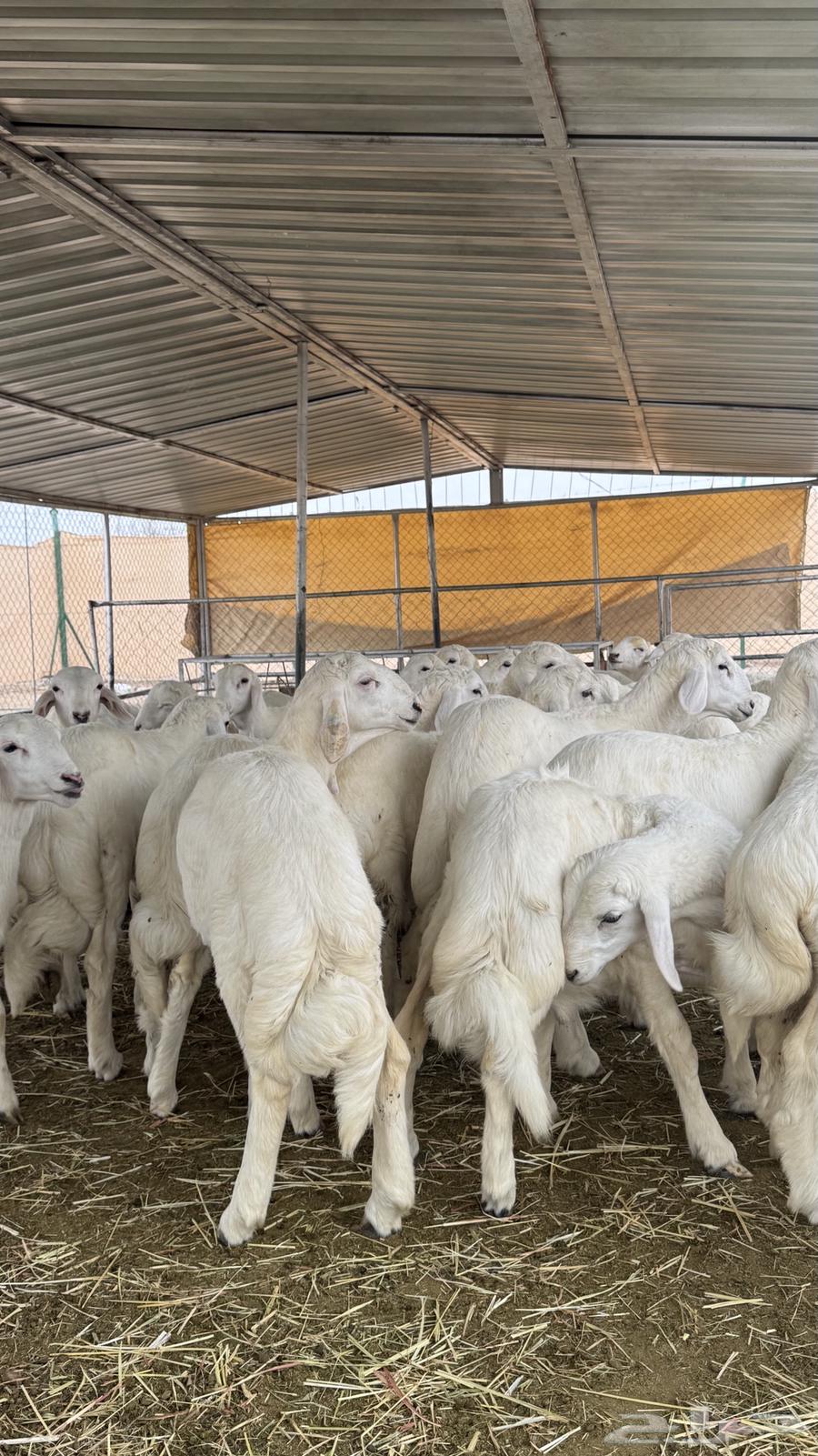 بهم للبيع64221909233409112