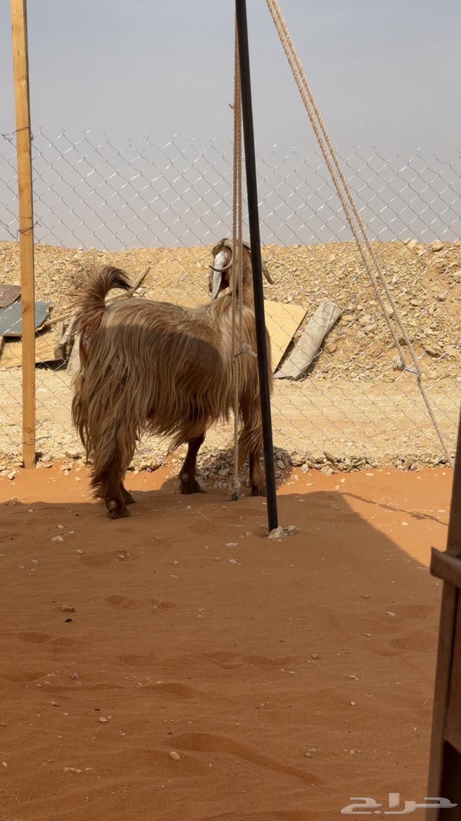 عنز دافع للبيع شرط64222333960835111