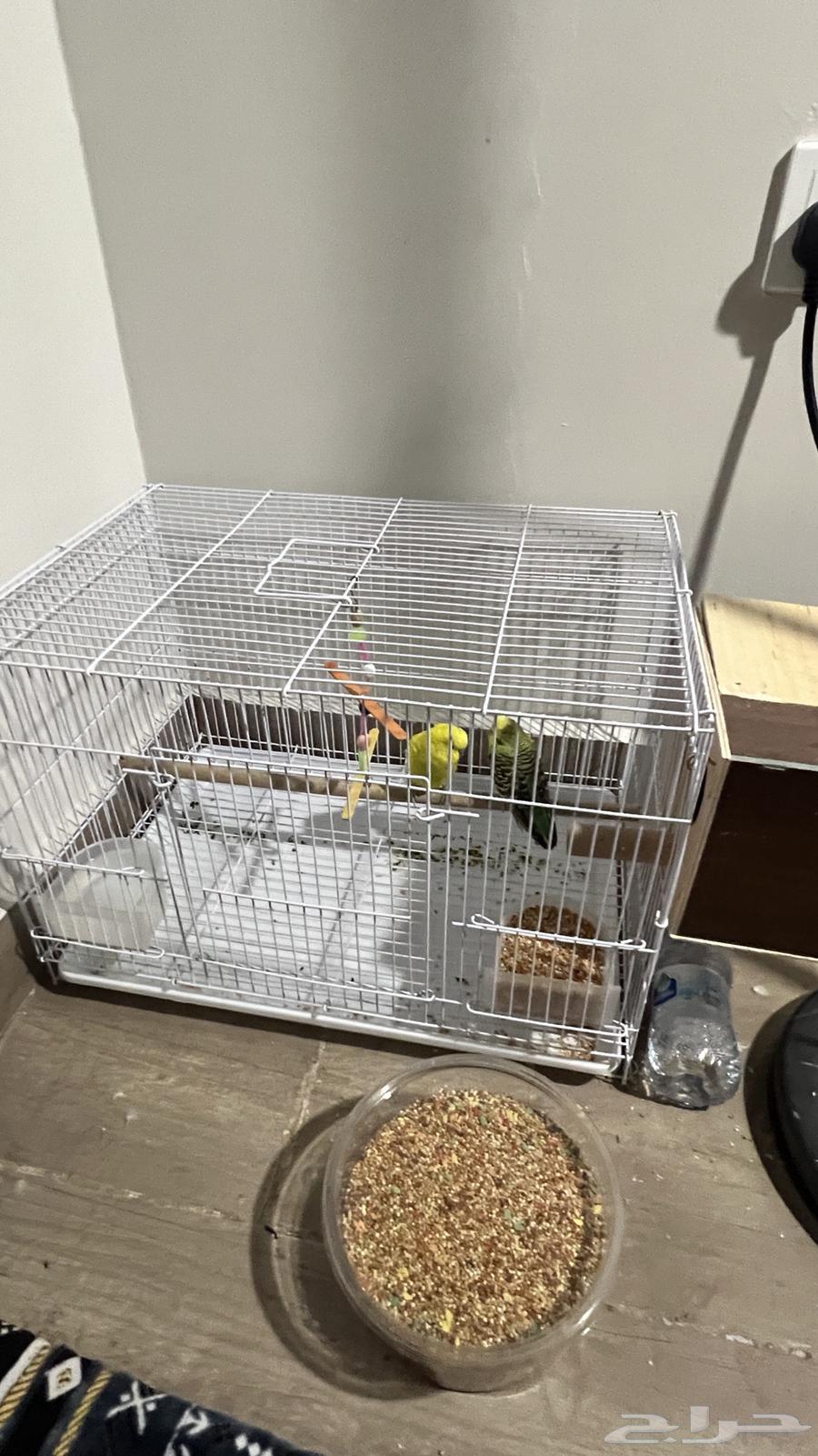 طيور حب64230646545665110