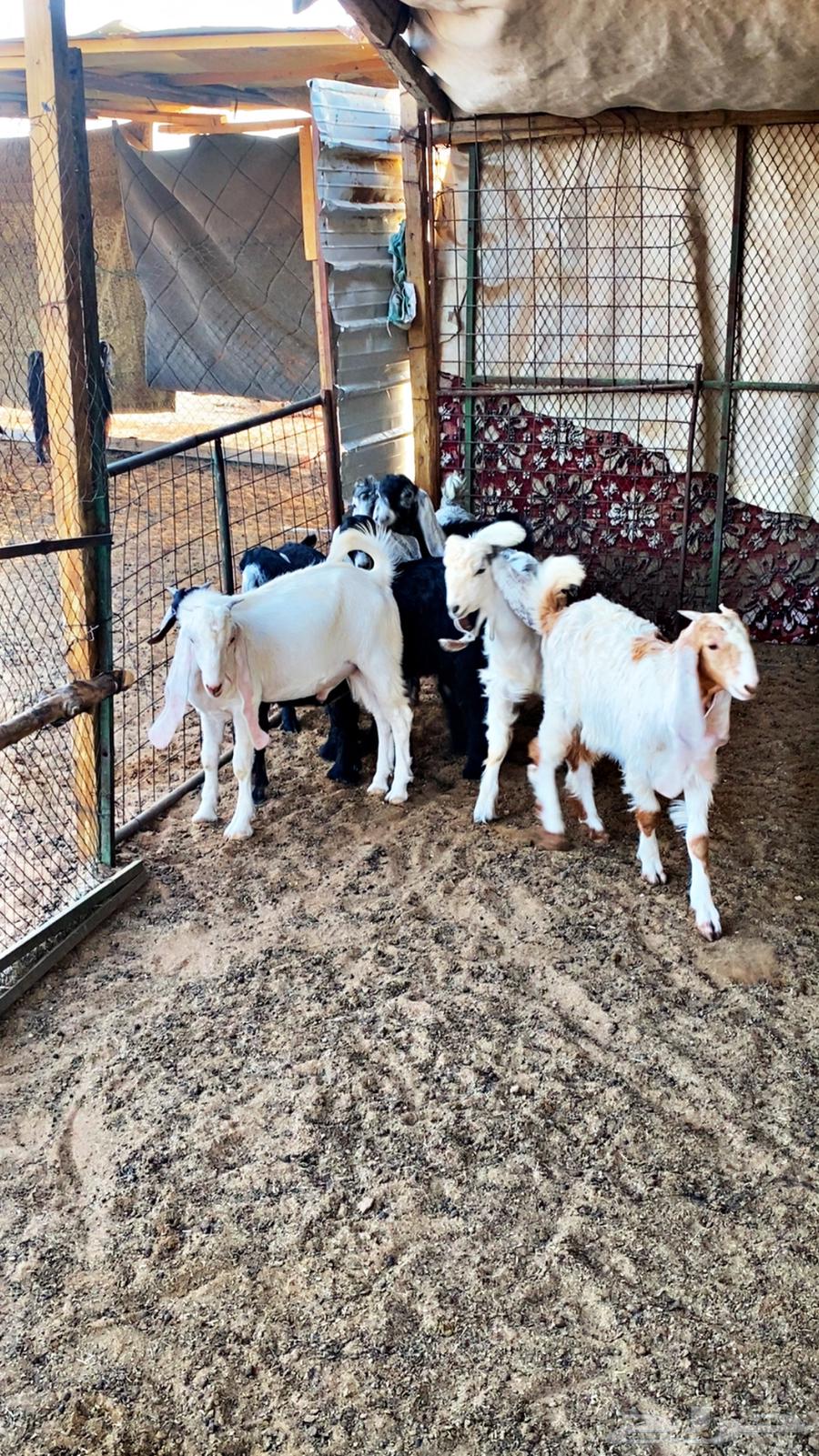 للبيع تيوس العدد 764225774265219110