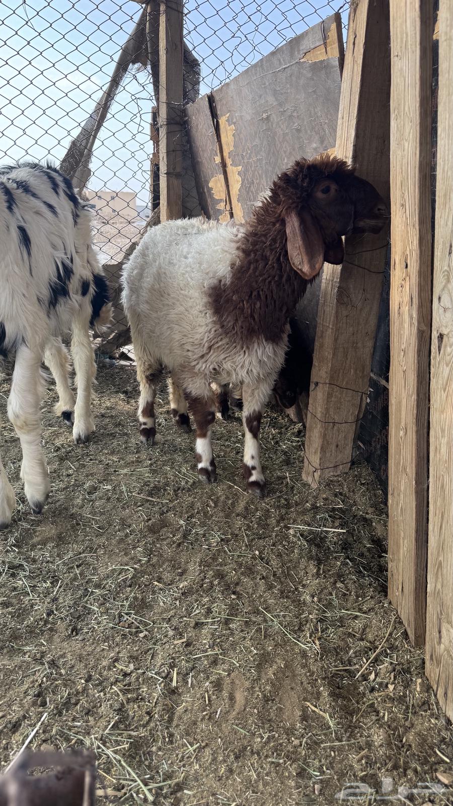 للبيع رخال طيبه فل شحم64221705222275110