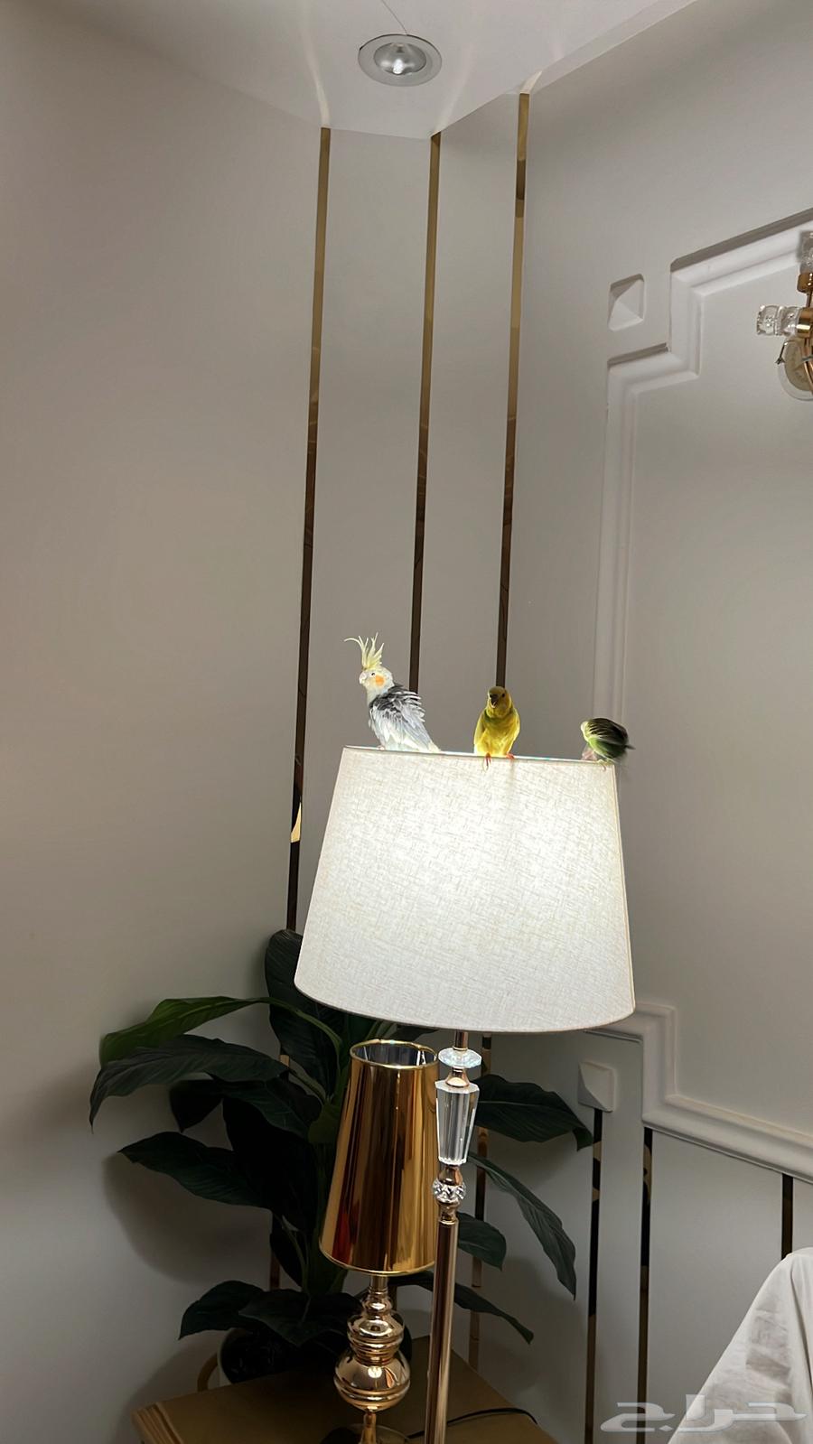 2 بادجي للبيع شامل الأكل والقفص64221909165442110