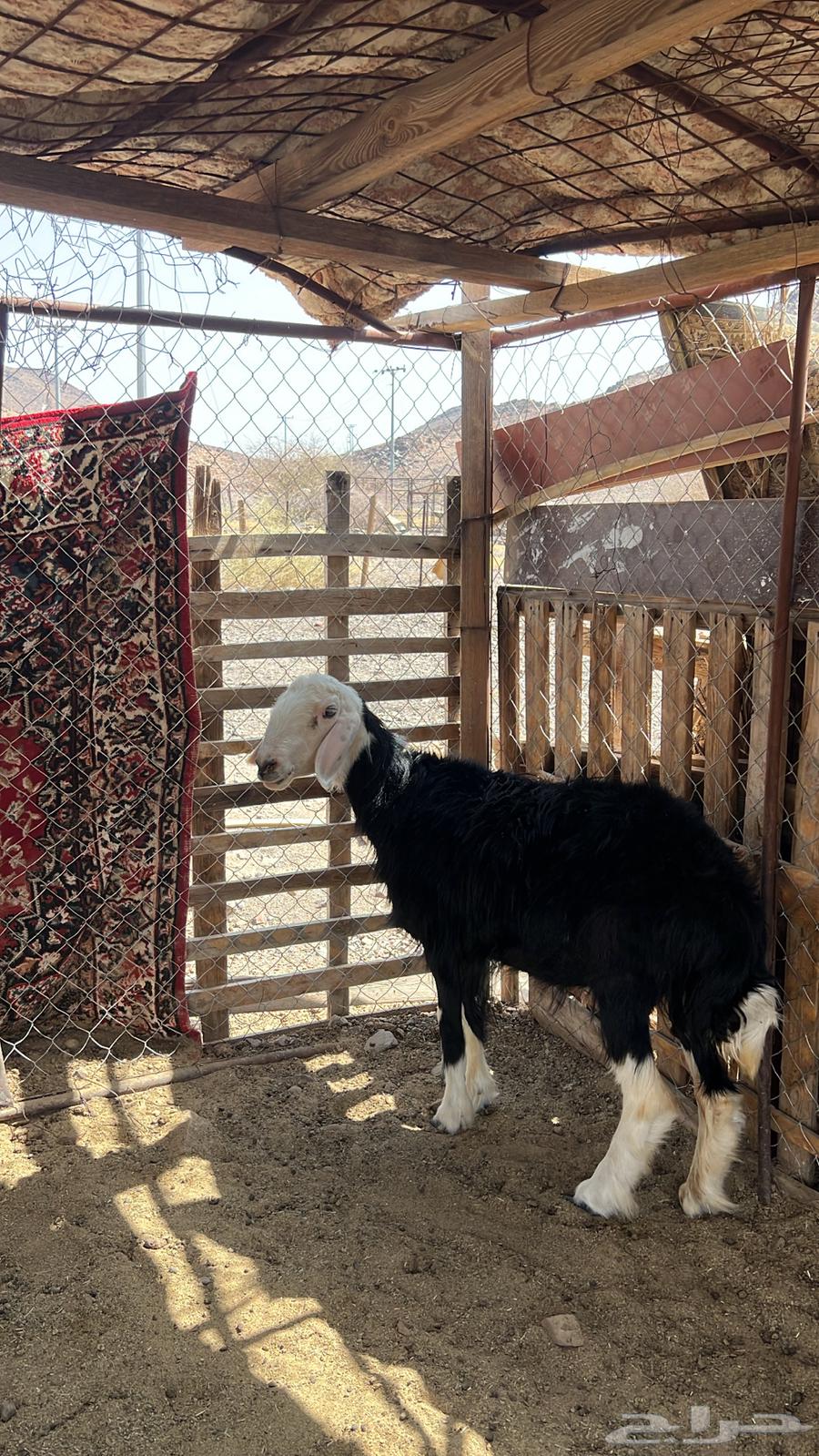 رخله نجديه صنف64213817421955110