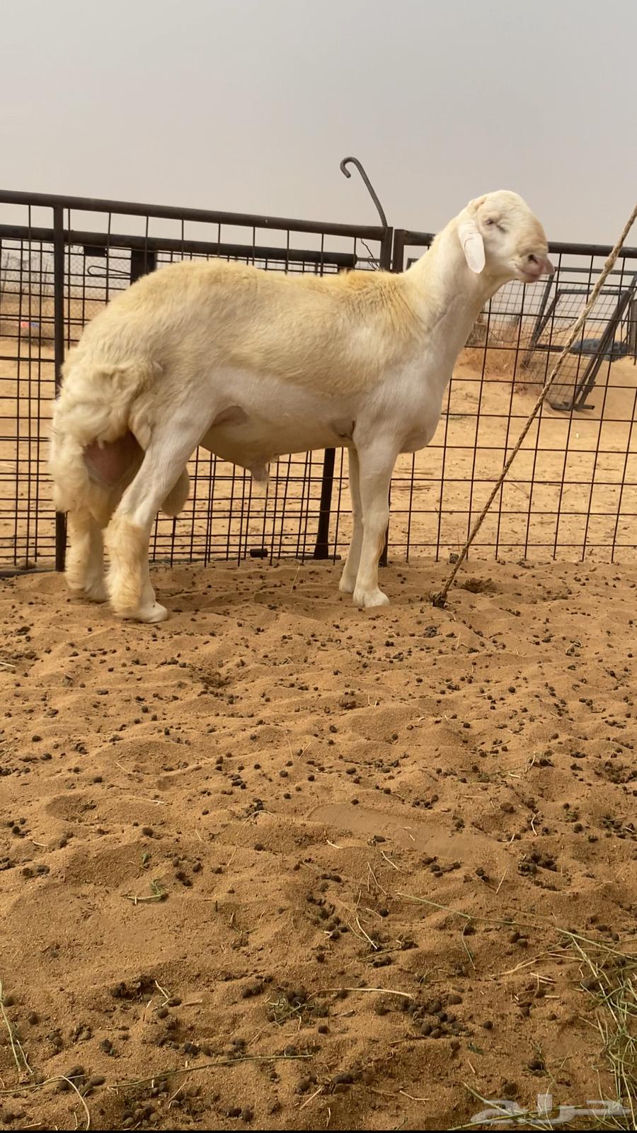 مشروع فحل صنف64229105328771110