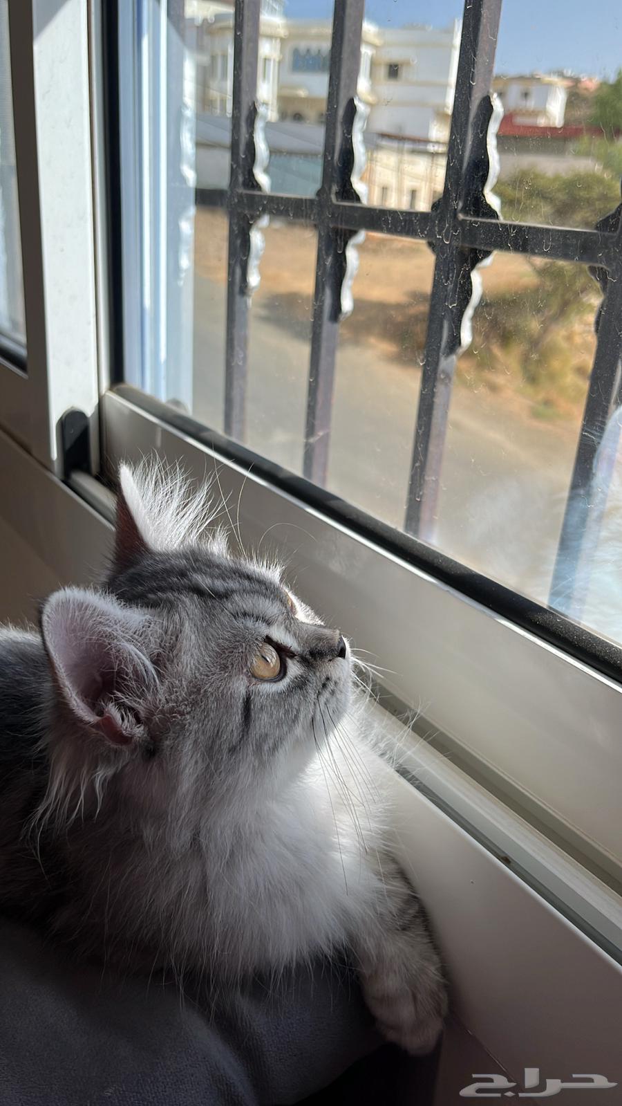 قط شيرازي اربع شهور64220458533890113