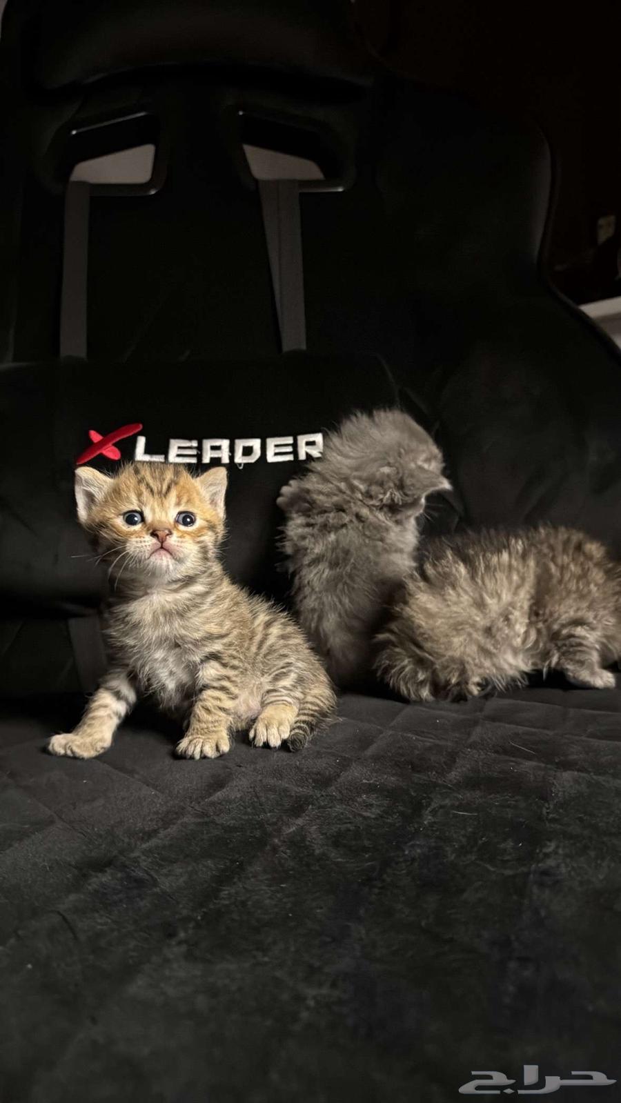 Scottish64211071326339112