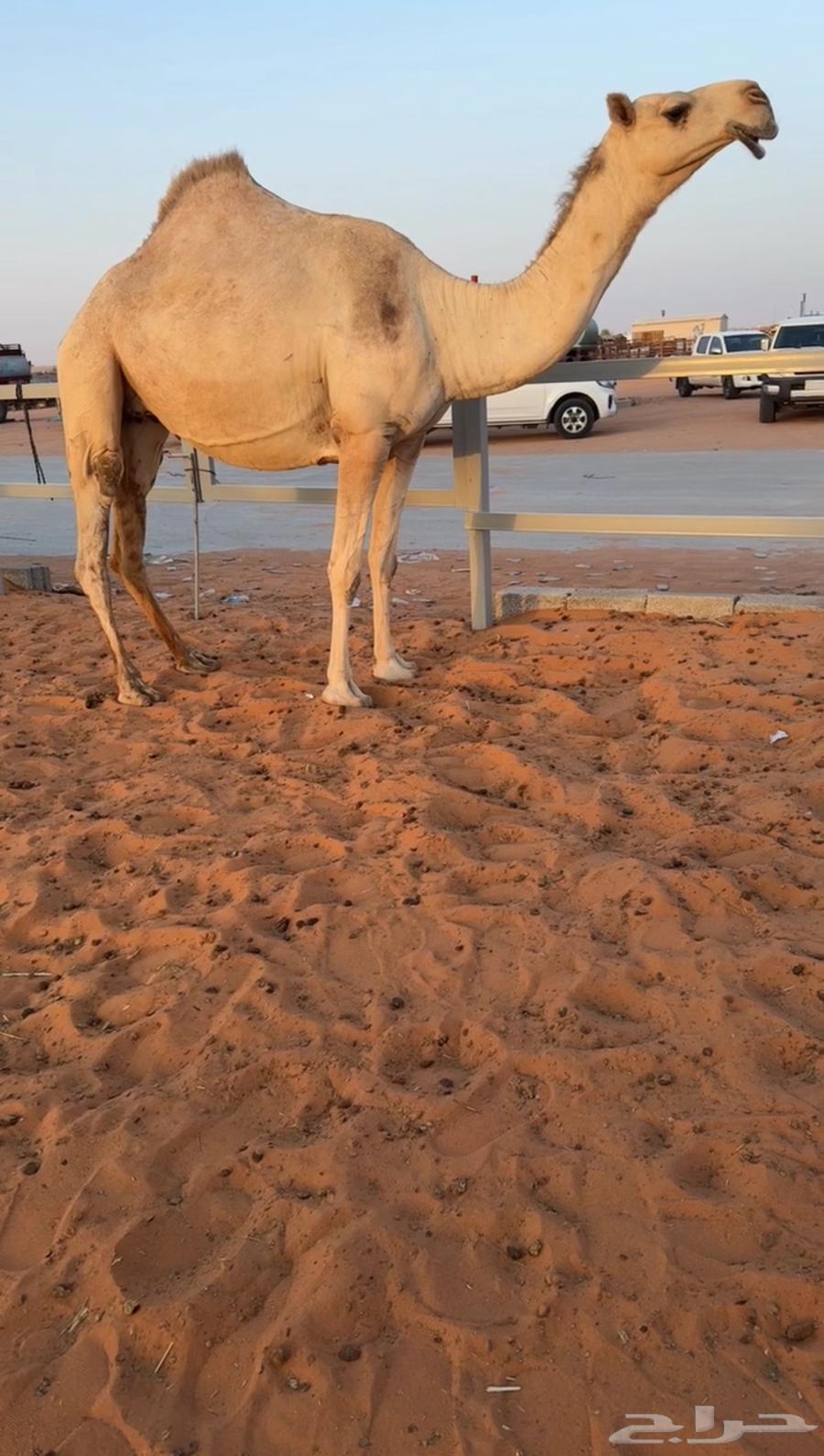 ضروبه شقحاء كفووو64212130262402110