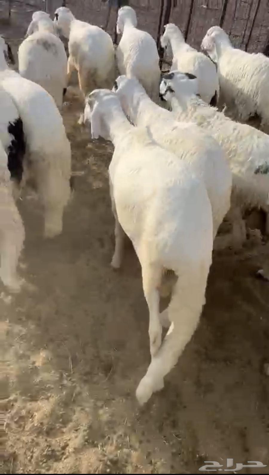 Backs of goats with ribs and fat64230646311553111