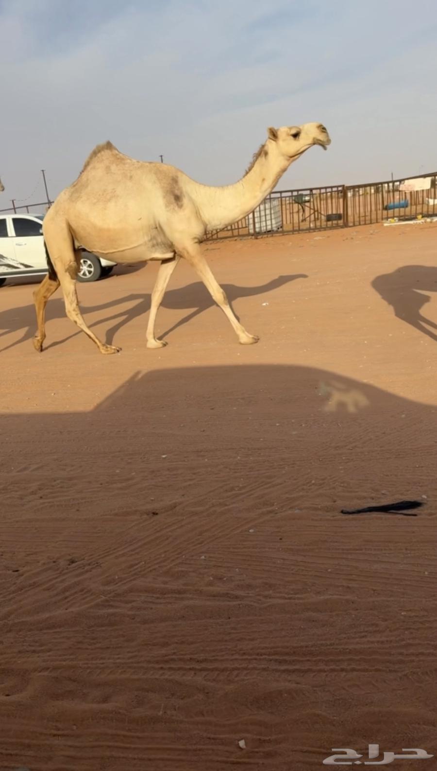 ضروبه شقحاء كفووو64212130262402111