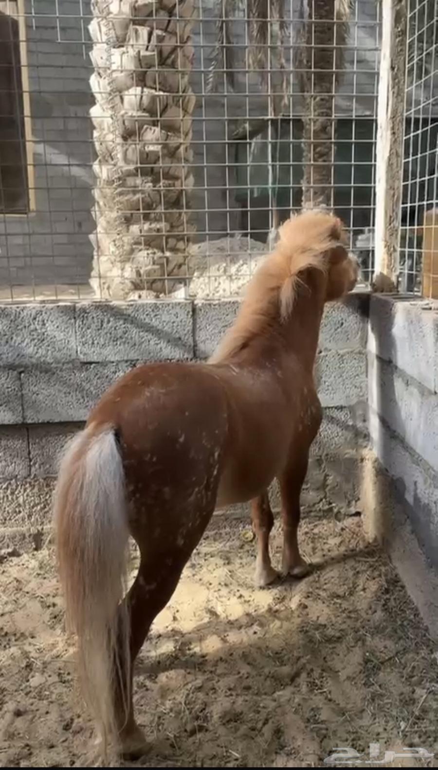 للبيع سيسي فحل64224533853570110