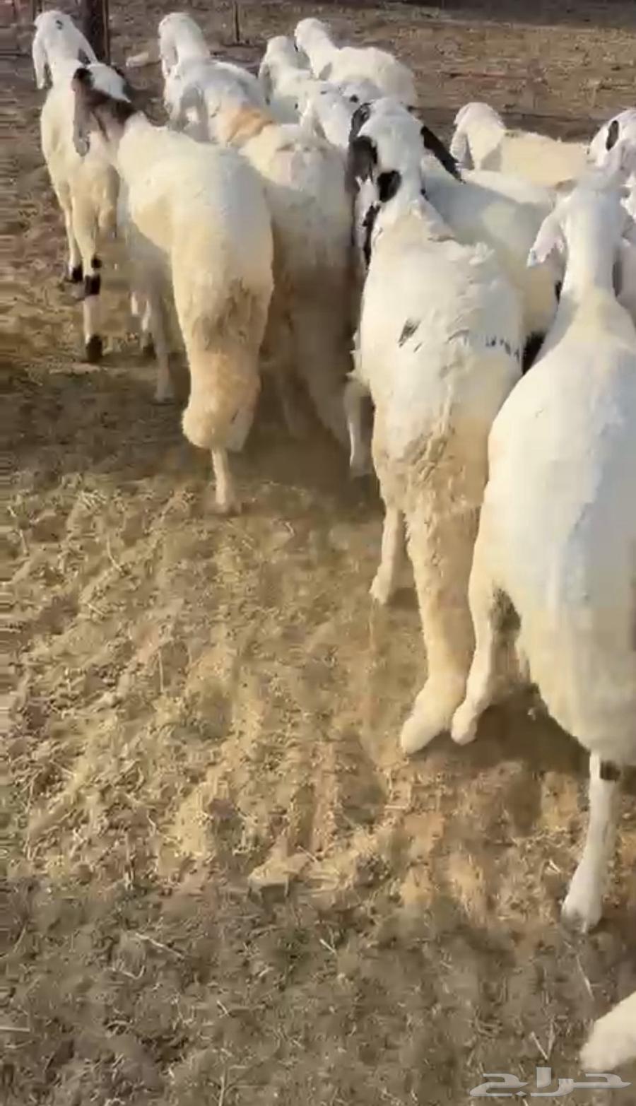 Backs of goats with ribs and fat64230646311553112