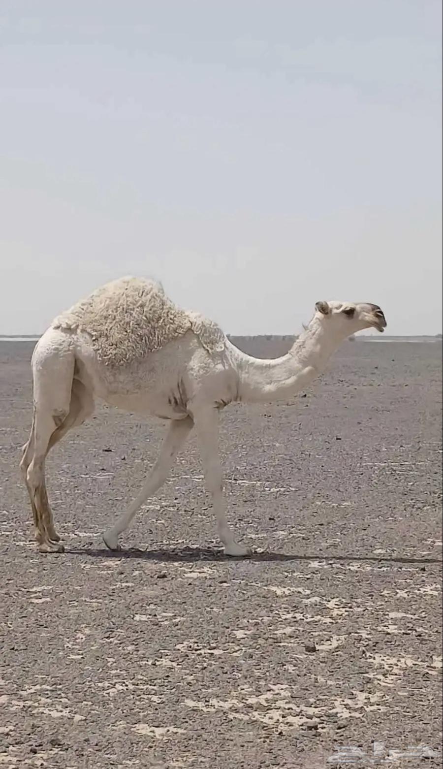 للبيع بكره كفو64221289278593110