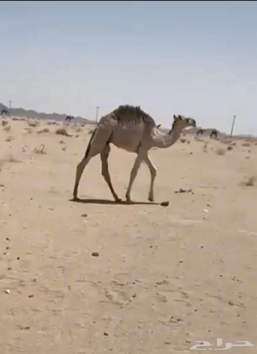 مفاريد وحيران طيبه64220860310273113