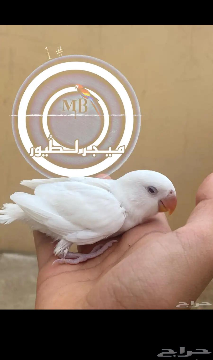 Farakroz external hood and super jumbo size64222787414786110