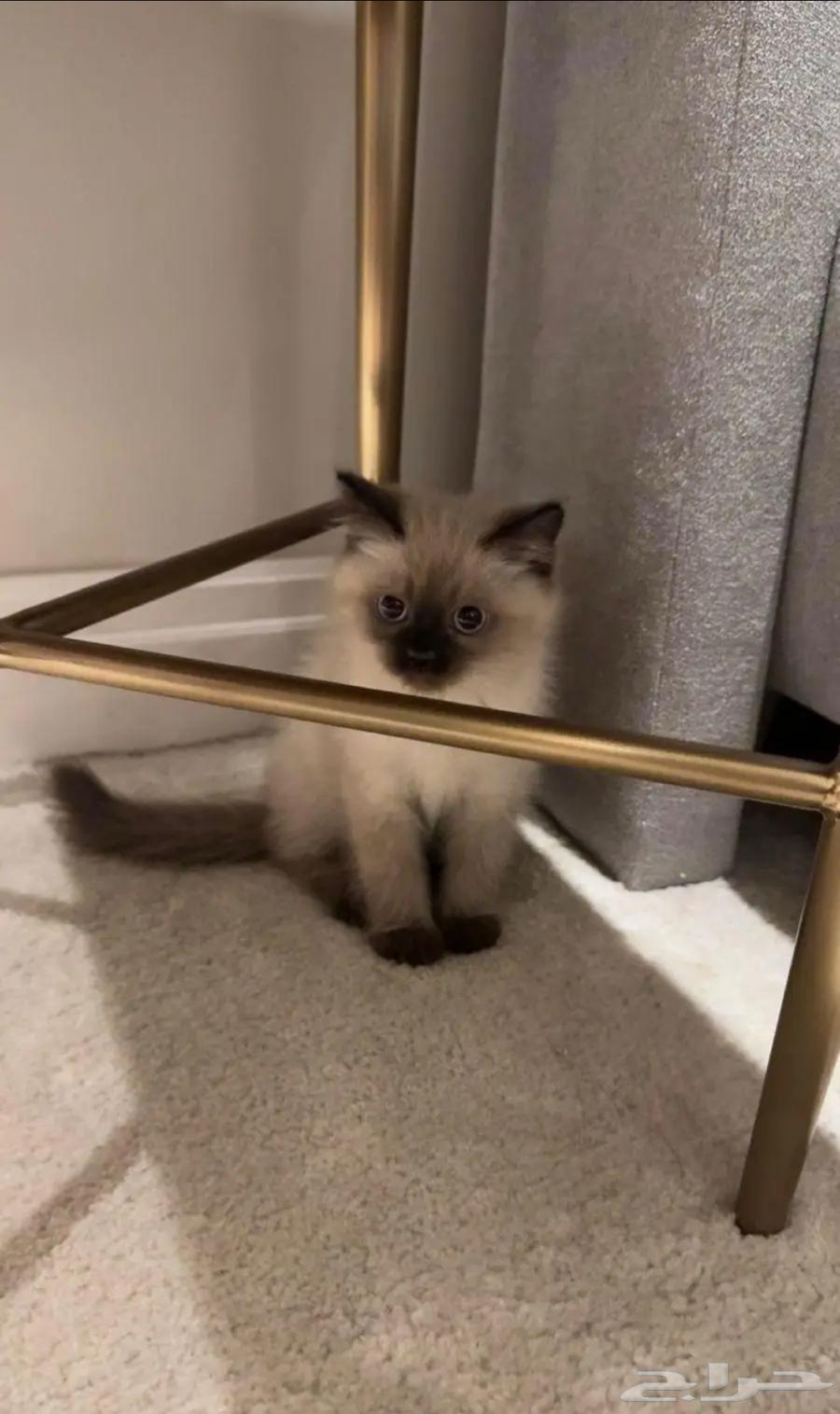 قط ذكر هملايا64228558168961111