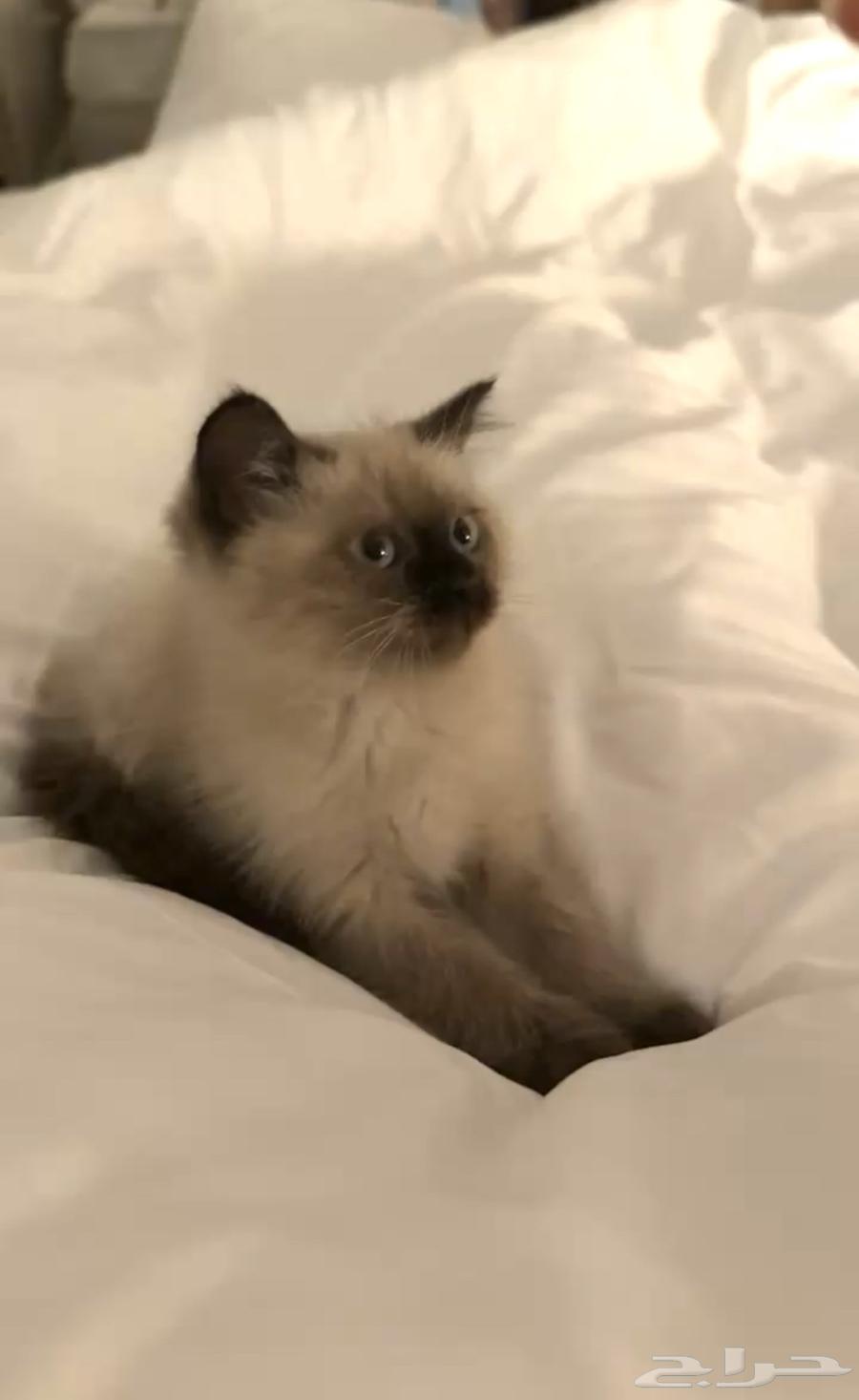 قط ذكر هملايا64228558168961112